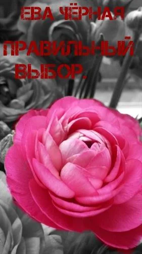 Обложка Правильный выбор