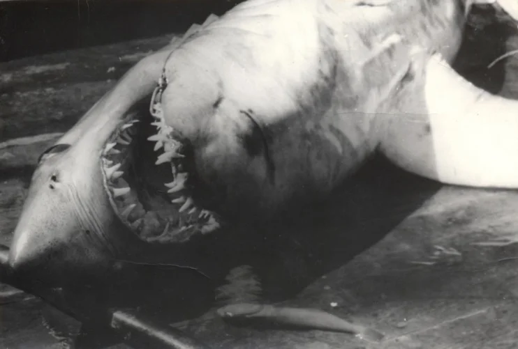 Обложка Камбузник и акула