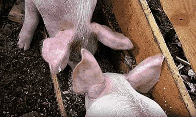 Обложка О силосовании