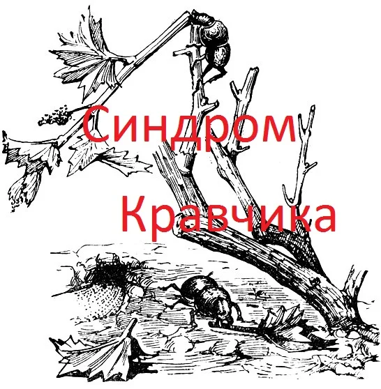 Обложка Синдром кравчика