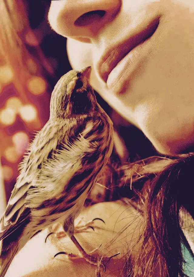 Обложка Птичьи фамилии