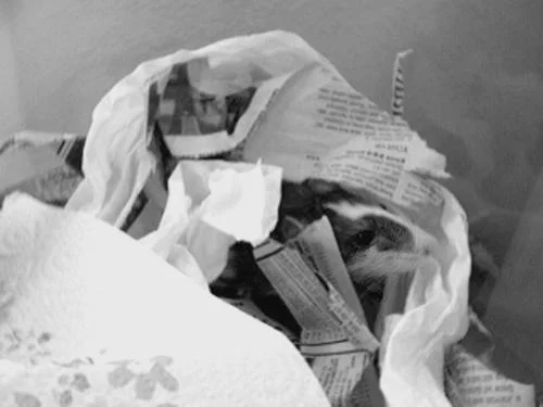 Обложка Крысы