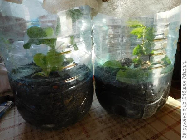 Обложка Колорадский жук и душистый табак