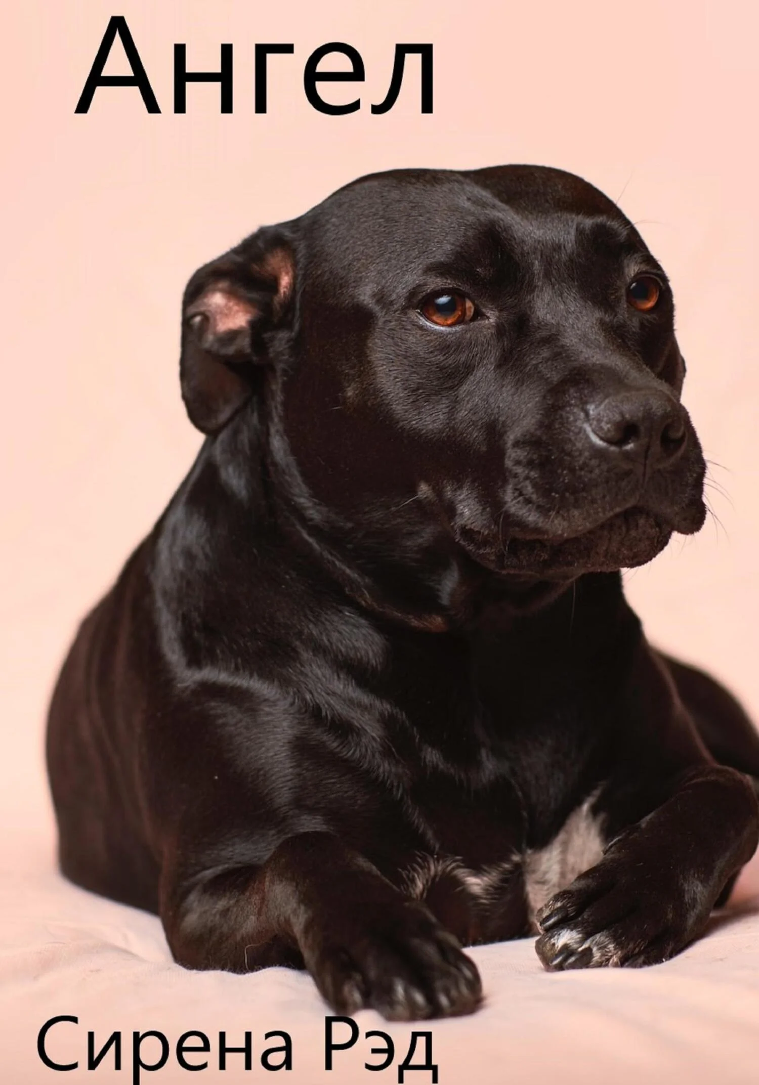 Обложка Ангел