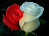 Обложка Никаких поцелуев