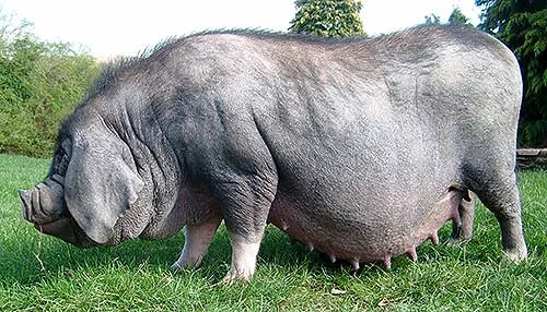 Обложка Кормление и поение свиноматок