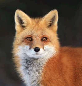 Обложка Мэв