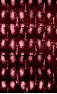 Обложка Соитие