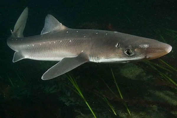 Обложка Этот загадочный подводный мир в наших родных морях - Азовском и Черном