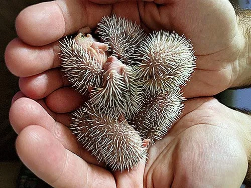 Обложка Колючий индивидуалист