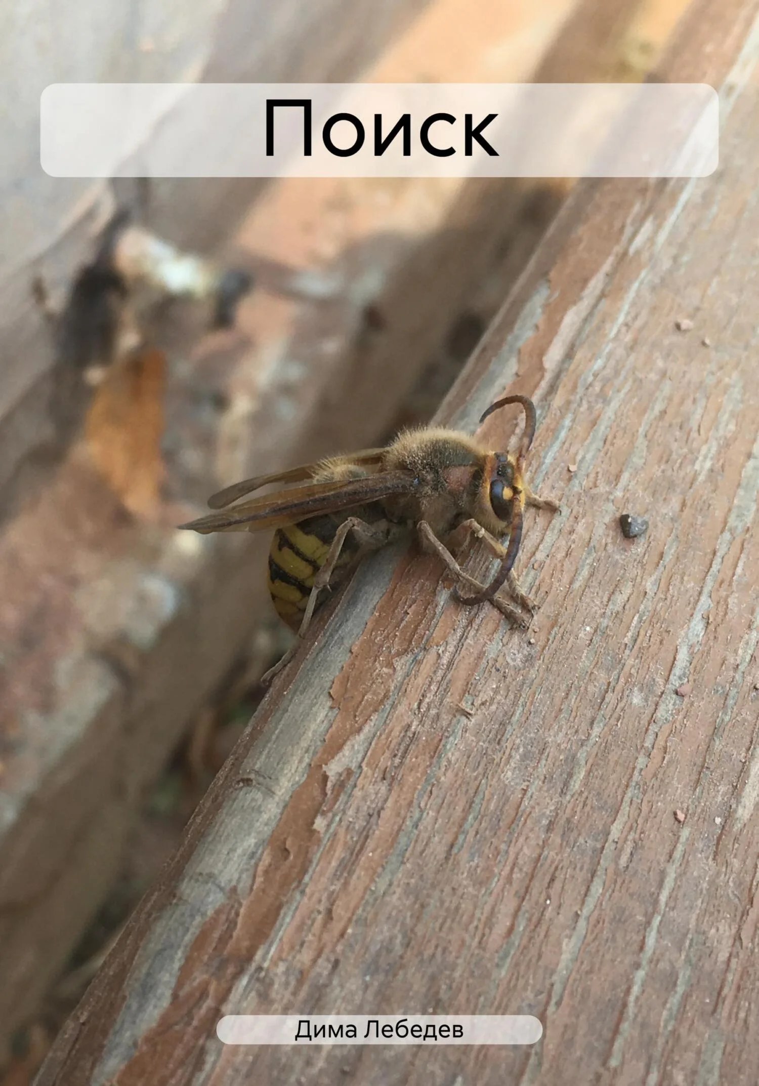 Обложка Поиск