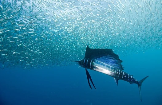 Обложка Анчоусы - эти маленькие дивные рыбки