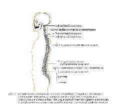 Обложка Болезнь Бехтерева