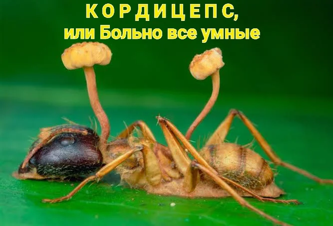Обложка КОРДИЦЕПС, или Больно все умные