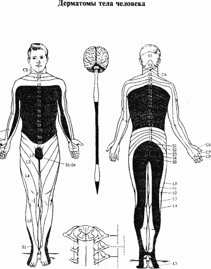 Обложка Основы нейрофизиологии