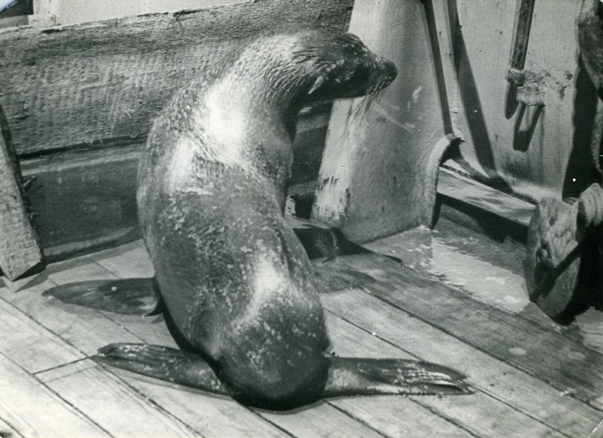 Обложка Сага о морских котиках