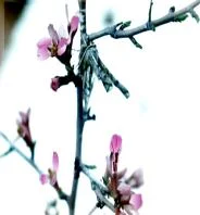 Обложка Приключения в пустыне