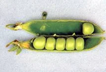 Обложка Горох, фасоль и бобы