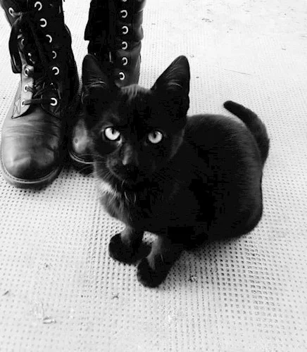 Обложка Чижик-пыжик