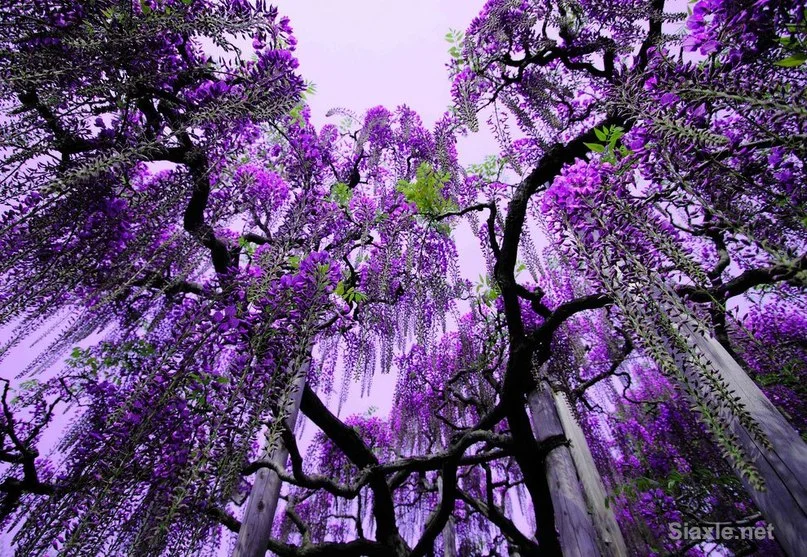 Обложка Сиреневые грезы