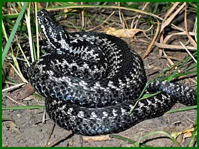 Обложка Немного о змеях...