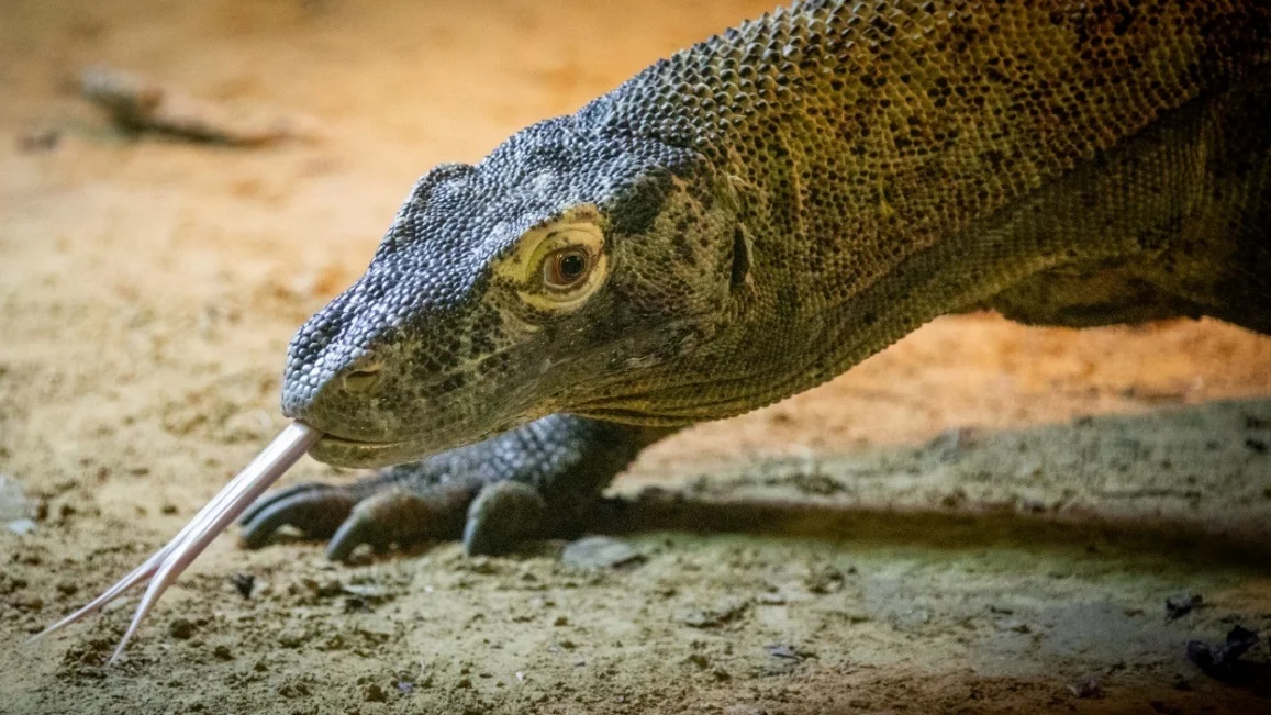 Обложка Зона безопасности