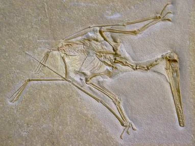 Обложка Тайна полёта птеродактиля: крылья бегущей волны