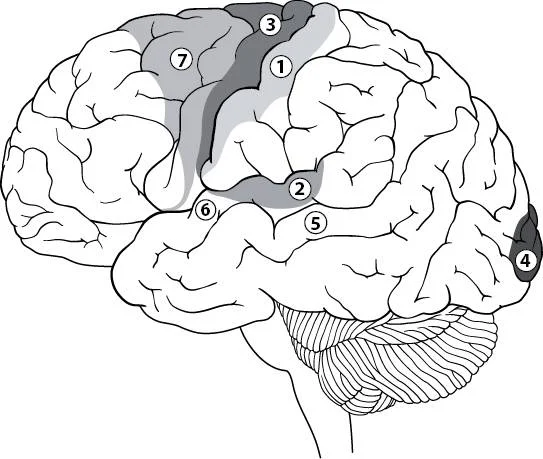 Обложка Ми — це наш мозок