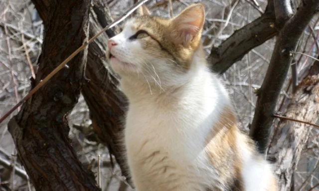 Обложка Пушистый страж и кормилец