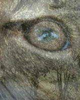 Обложка Недремлющий глаз бога Ра