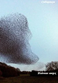 Обложка Падение вверх