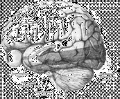 Обложка Учебник мнемотехники
