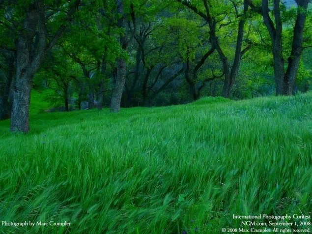 Обложка Всадник (СИ)