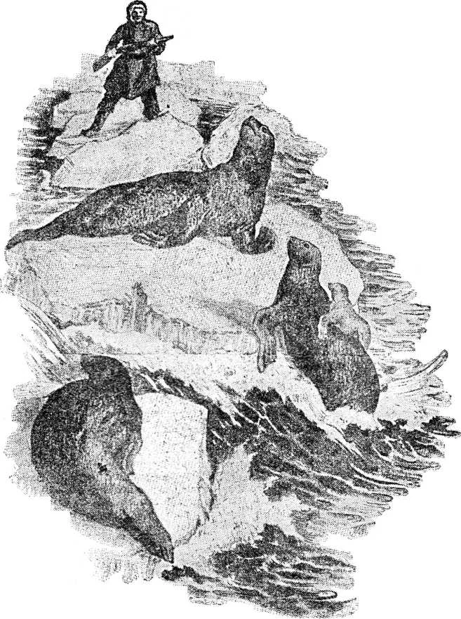 Обложка Подарок океана