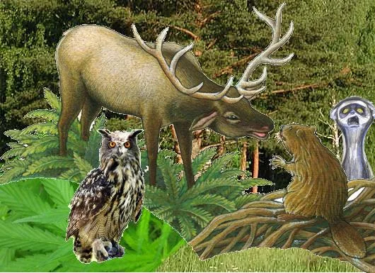 Обложка Как Бобры на Лося ходили