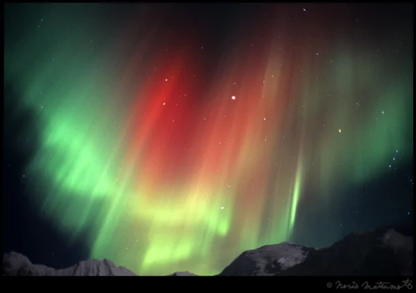 Обложка О животных, птицах, и снова о морских обитателях