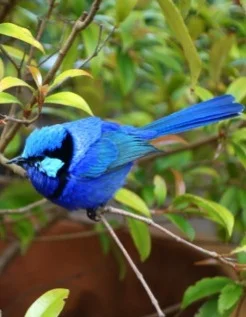 Обложка Как поймать синюю птицу